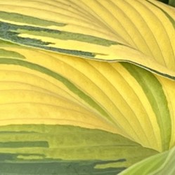 00111 AA IMG-7793371